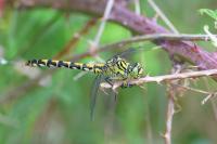 Onychogomphus forcipatus