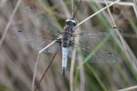 Libellula fulva
