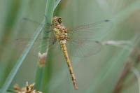 Sympetrum striolatum