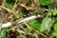 Onychogomphus forcipatus