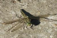 Orthetrum cancellatum