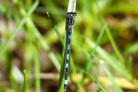 Coenagrion mercuriale