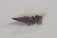 Stylurus flavipes