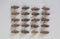Onychogomphus forcipatus