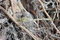 Onychogomphus forcipatus