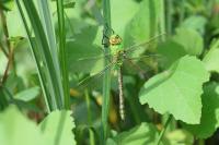 Anax imperator