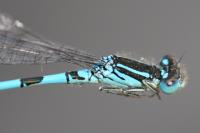 Coenagrion scitulum