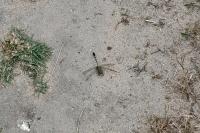 Onychogomphus forcipatus
