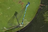 Coenagrion puella