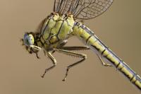 Gomphus pulchellus