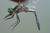 Orthetrum cancellatum