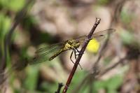 Orthetrum cancellatum
