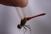Sympetrum sanguineum
