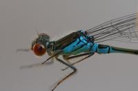 Erythromma viridulum