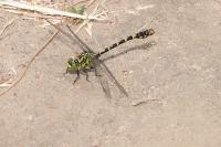 Onychogomphus forcipatus