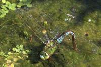 Anax imperator
