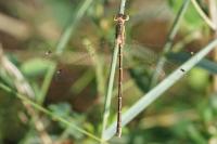 Lestes barbarus
