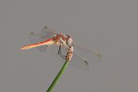 Sympetrum fonscolombii