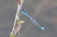 Coenagrion scitulum