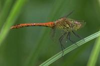 Sympetrum sanguineum