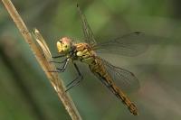 Sympetrum sanguineum