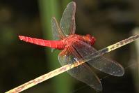 Crocothemis erythraea