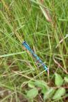Enallagma cyathigerum