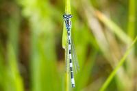 Coenagrion mercuriale