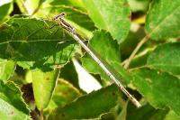 Platycnemis pennipes