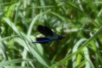 Calopteryx splendens