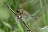 Libellula quadrimaculata