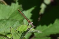 Platycnemis acutipennis