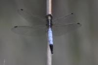 Orthetrum albistylum