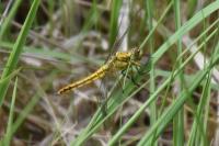 Orthetrum cancellatum