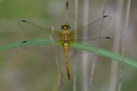 Sympetrum sanguineum