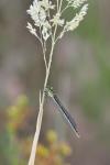 Erythromma lindenii