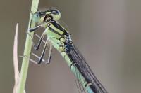 Erythromma lindenii