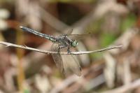 Orthetrum albistylum