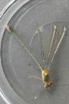 Chalcolestes viridis