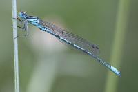 Coenagrion puella