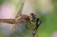 Crocothemis erythraea