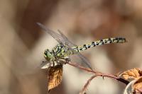 Onychogomphus forcipatus