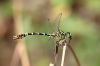 Onychogomphus forcipatus