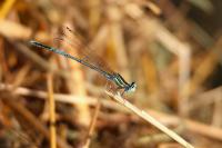 Platycnemis pennipes