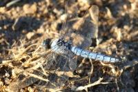 Orthetrum brunneum