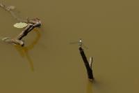 Orthetrum albistylum