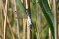 Orthetrum albistylum