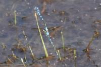 Coenagrion scitulum