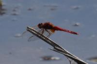 Crocothemis erythraea