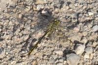 Gomphus pulchellus